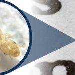 Booklice Treatment Singapore