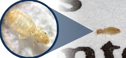 Booklice Treatment Singapore