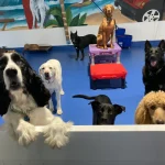 Dog Daycare