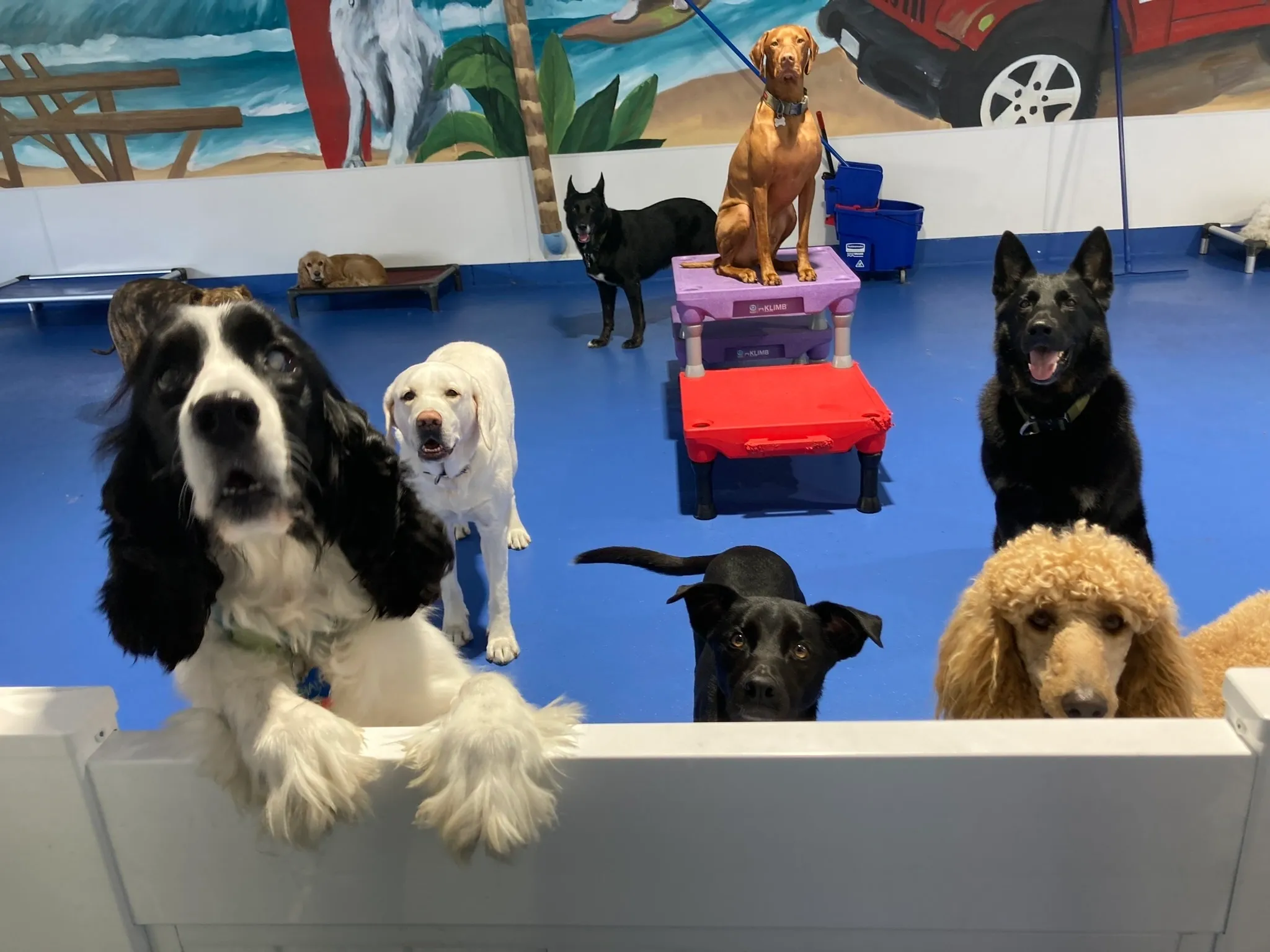 Dog Daycare