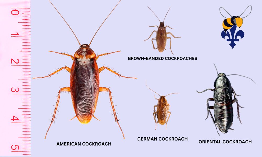 cockroach extermination