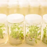 Tissue Culture Plants