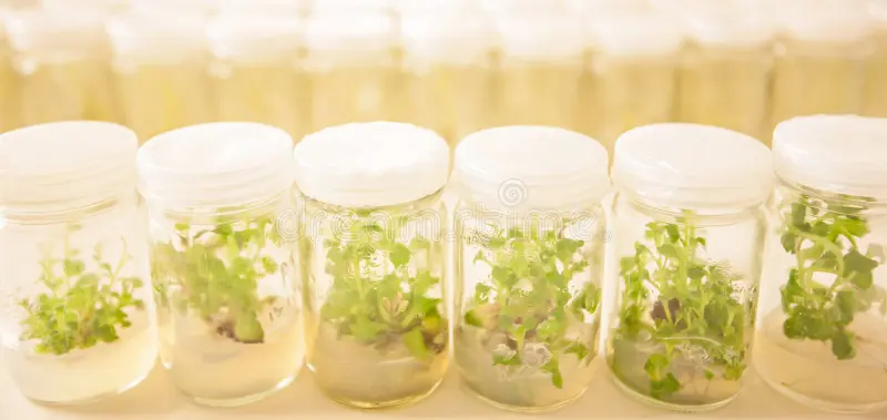 Tissue Culture Plants
